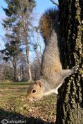 Sciurus carolinensis